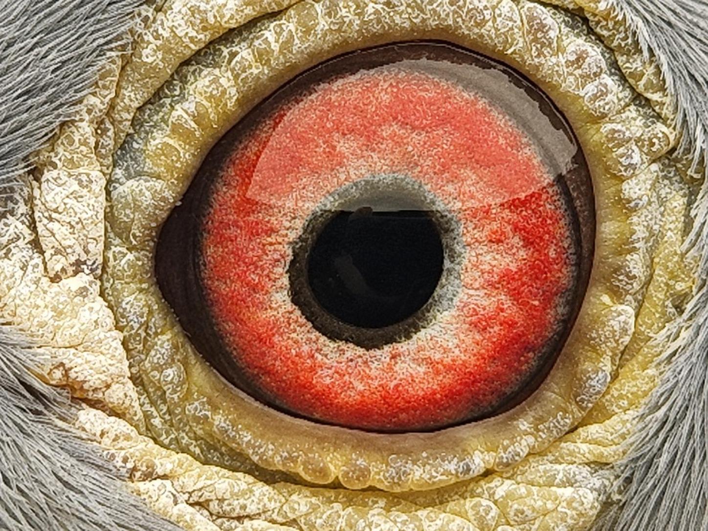 Pigeon eye